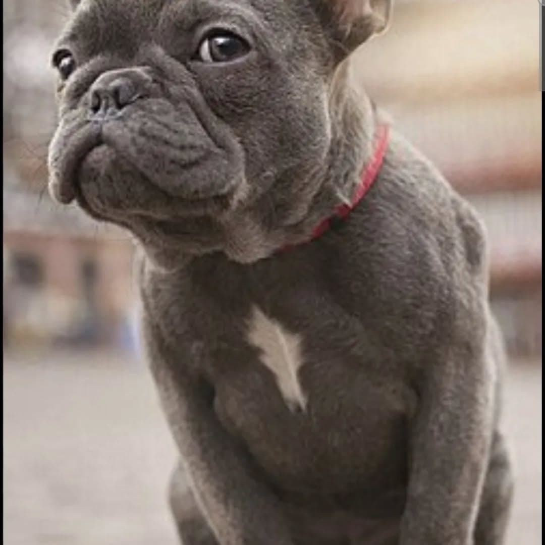 The clients' French bulldog enjoying the newly fenced yard